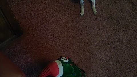 Chihuahua and Christmas tree