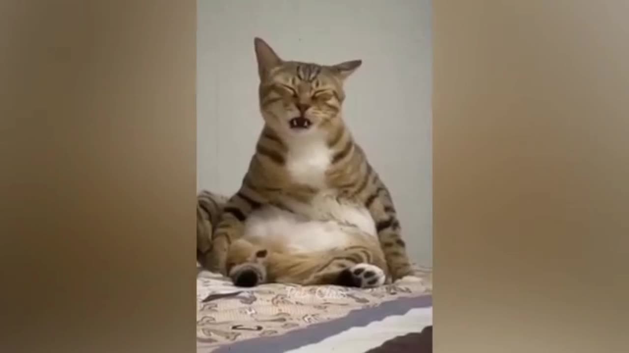 Funniest Animals 2023 π Funny Cats and Dogs Videos πΊπΆ