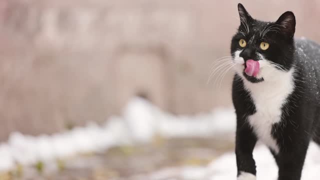 A black cat was licking snow in the snow