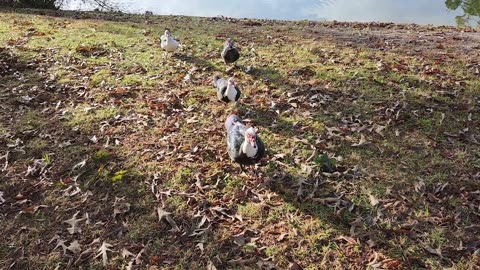 What all the Ducks had to say on Election Day