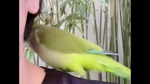 funny birds