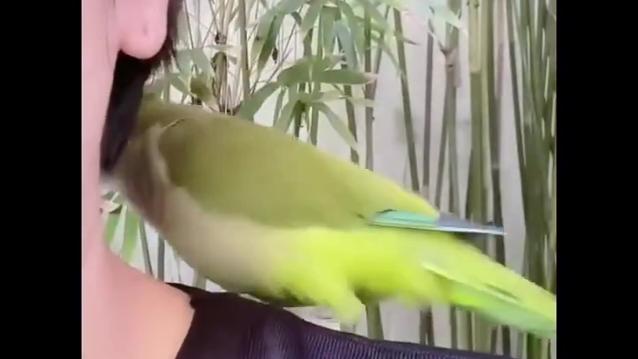 funny birds