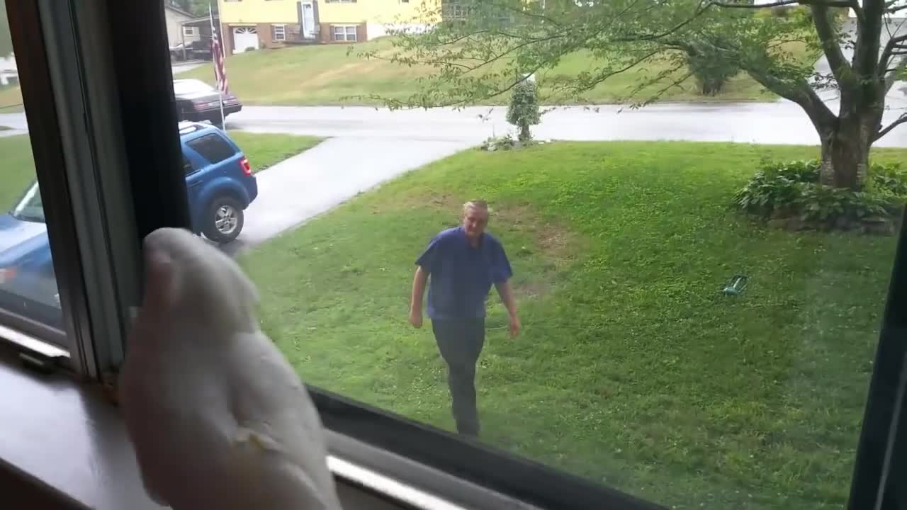 Cockatoo is absolutely thrilled when owner arrives home