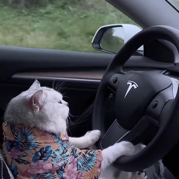 Aventura del pequeño gatito lindo - Funny Pets