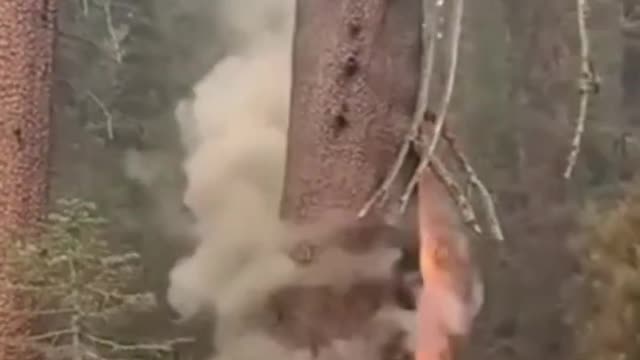 Cut tree dangerous fire
