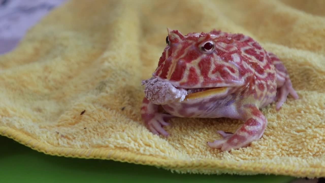 Frog with unique design