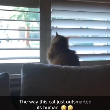 You can’t outsmart the cat 😂😂