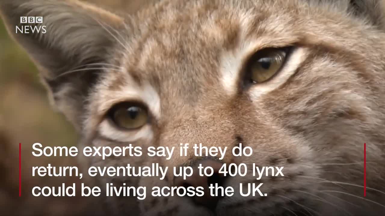 Will wildcat lynx be reintroduced to the UK - BBC News