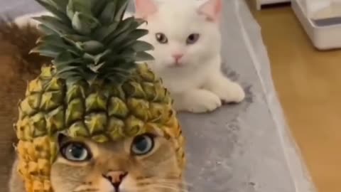 Good Morning Pineapple Indian Song With Cute Cats - Viral Video