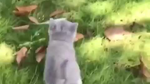 Cute cat video.. lovely video.. funny video 😻