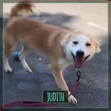 Dog ome so cute very beautiful video