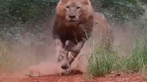 angry lion