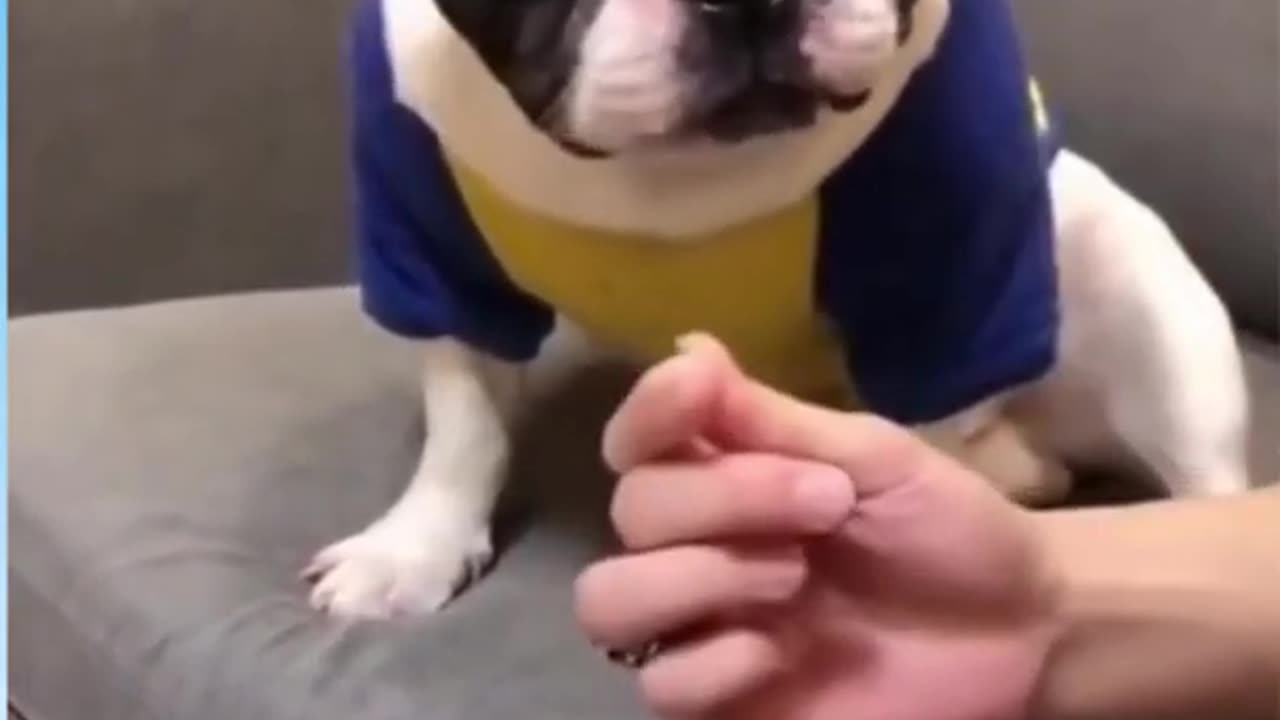 Funny Dog :)))