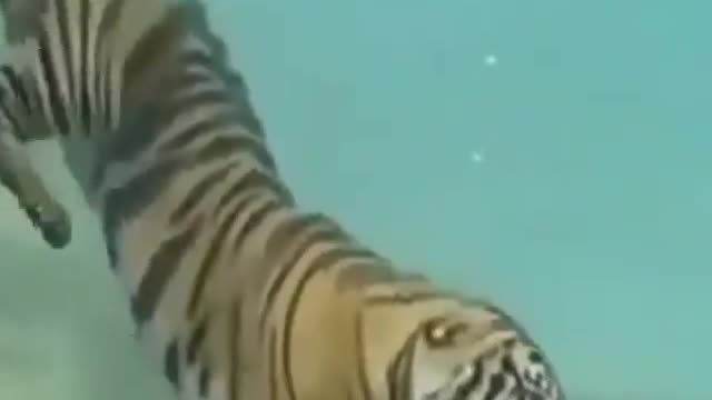 Amazing art of tiger, what is he doing by entering under water. watch till the end