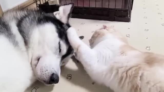 lets nap together -- CjCannel _ TW_-__peace _husky