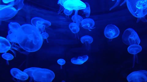 Swimming jellyfish