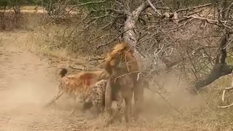 Wild dog fight with Lion 😱