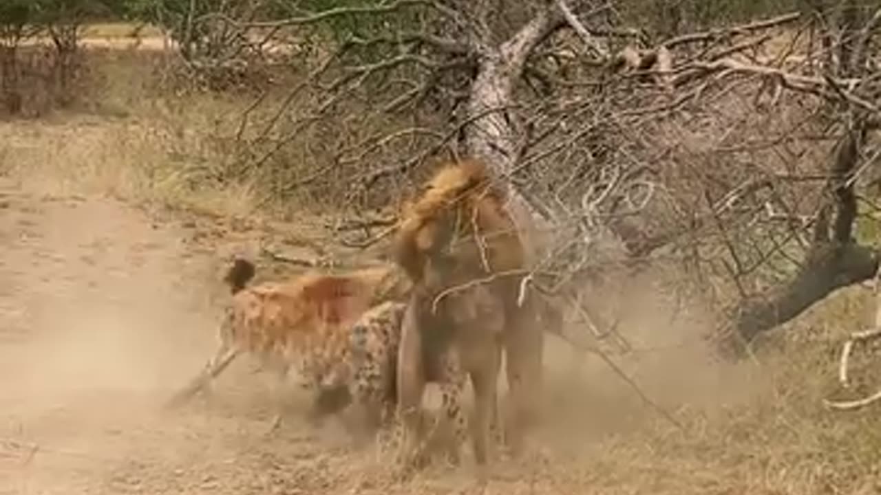 Wild dog fight with Lion 😱