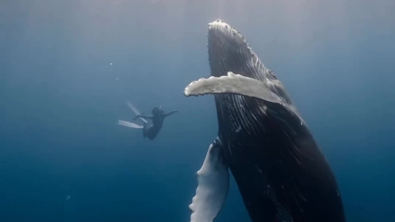 Whale Watchers Encounter 100-Ft-Long Blue Whale