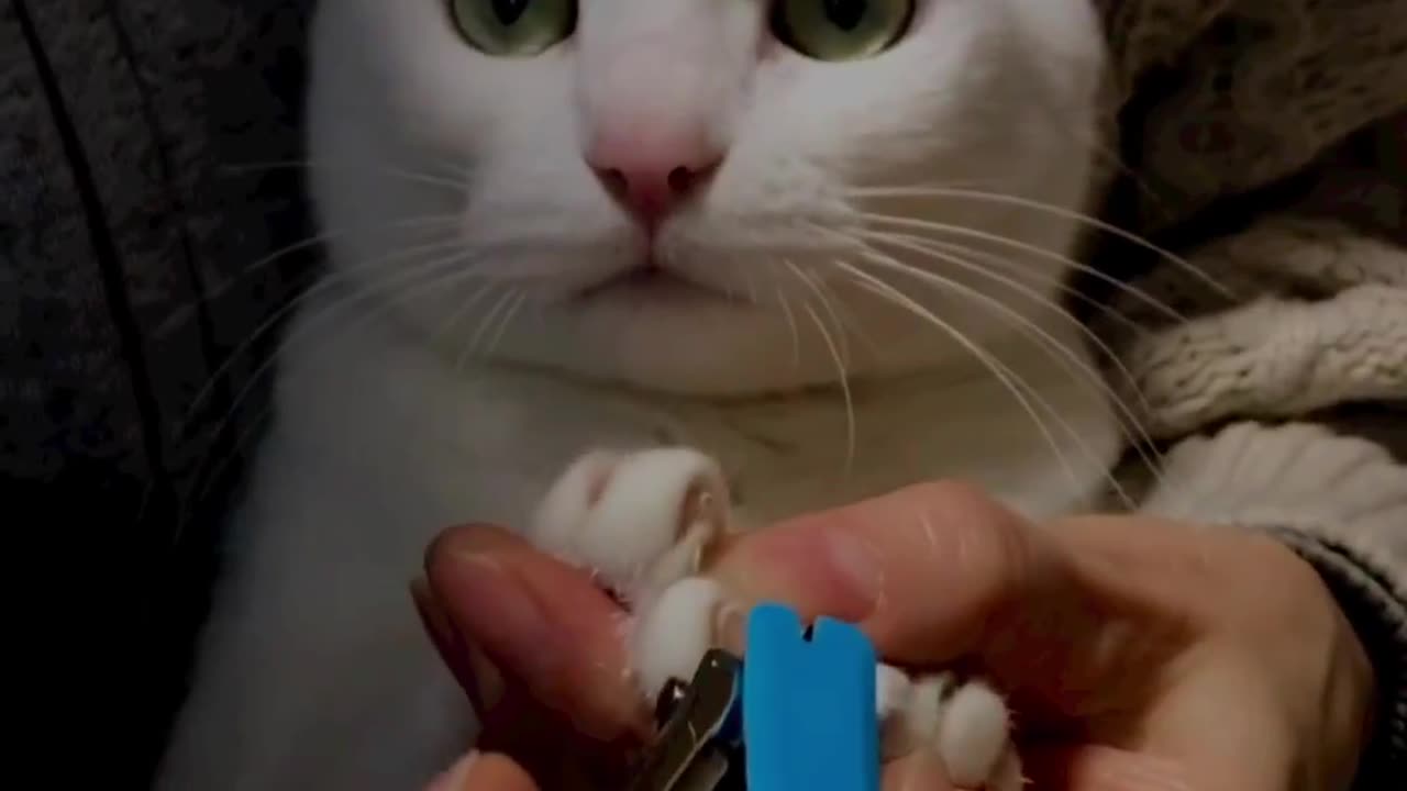 Lovely cats play in bed while owner is sleeping