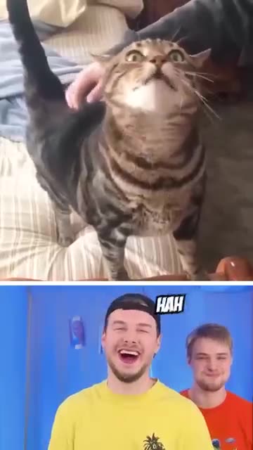 Cate 🐱funny😍new short movie🔥🥀