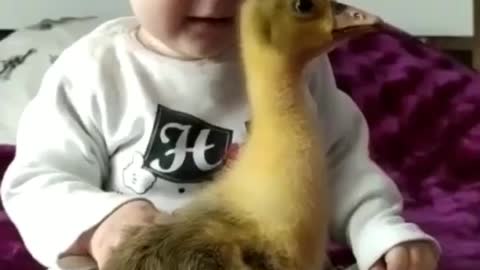 Baby very happy withe his Ducks