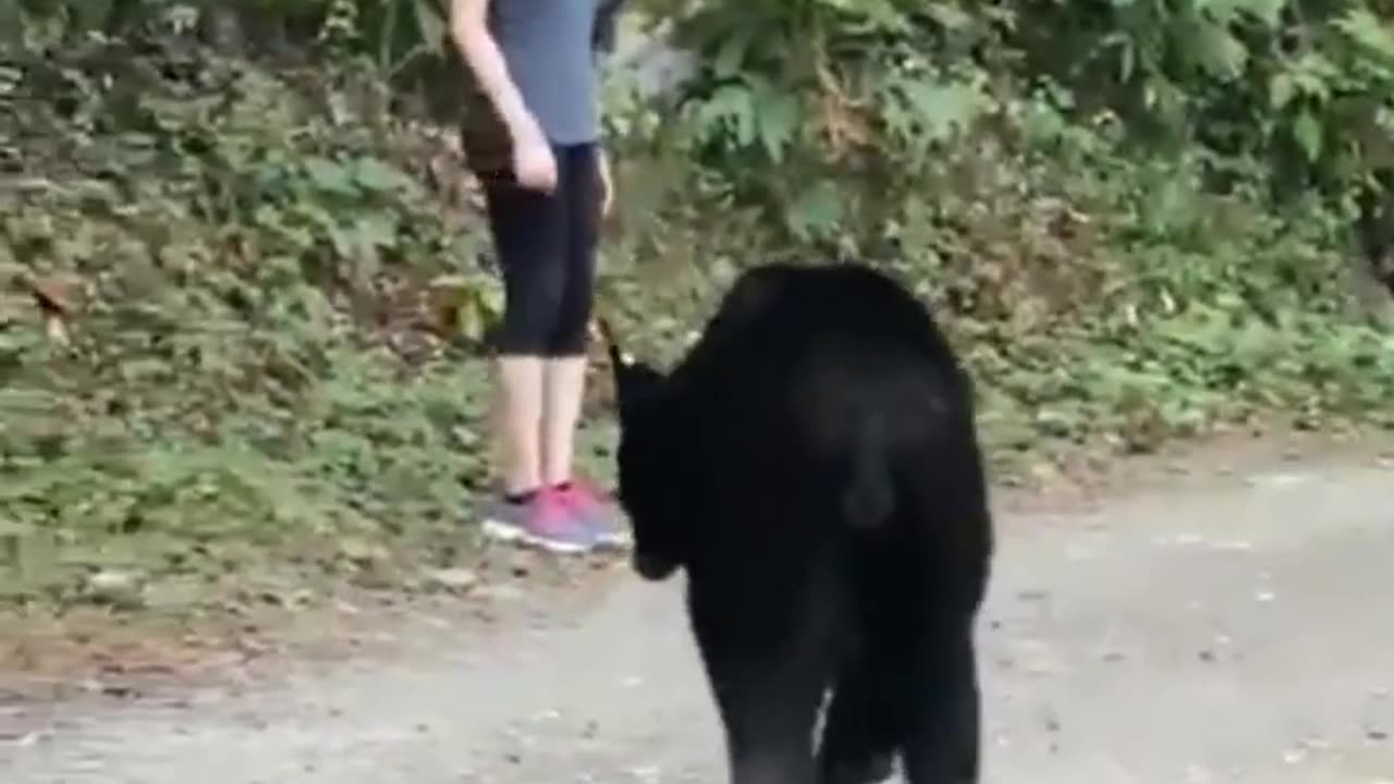 Bear attack on girls in the forest😬😬😬😨