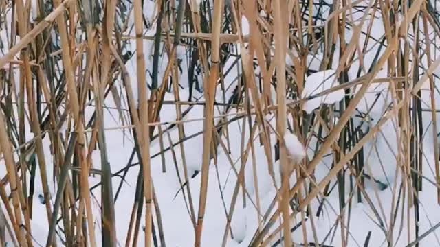 Ice skating in winter on the lake 2020