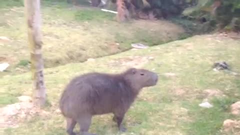 CAPYBARA FIGHTING ON HIDDEN CAMERA