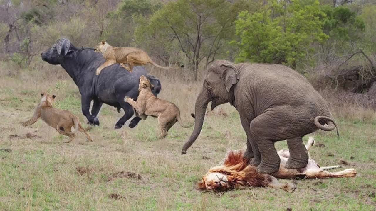 Buffalo vs Lion Pride Elephant Became Hero After Save Buffalo From Lion Hunt