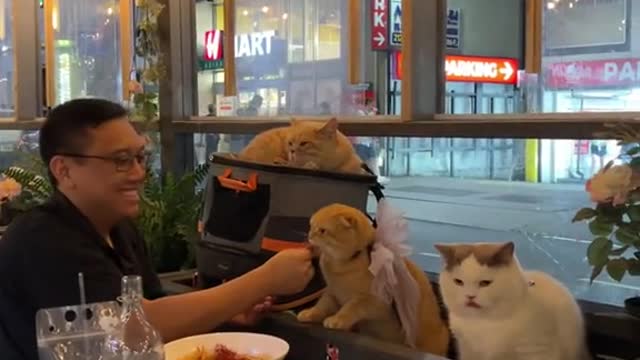 How to dine out with your cats in NYC2