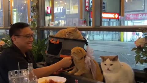 How to dine out with your cats in NYC2