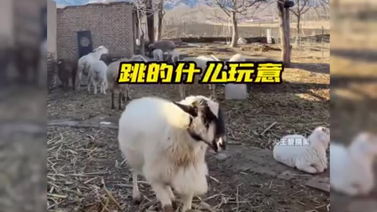 The angry sheep funny video