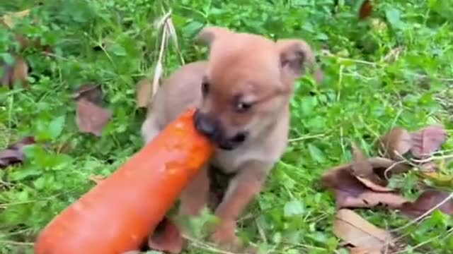 The dog took the rabbit's carrot pillow away