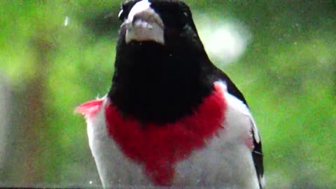 Rose-breasted grosbeak