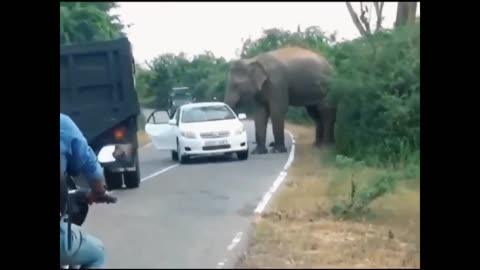 Wild elephant attack