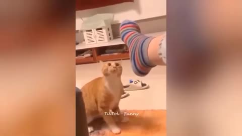 Funniest Dogs and Cats 😺🐶 Funny Animals 2023