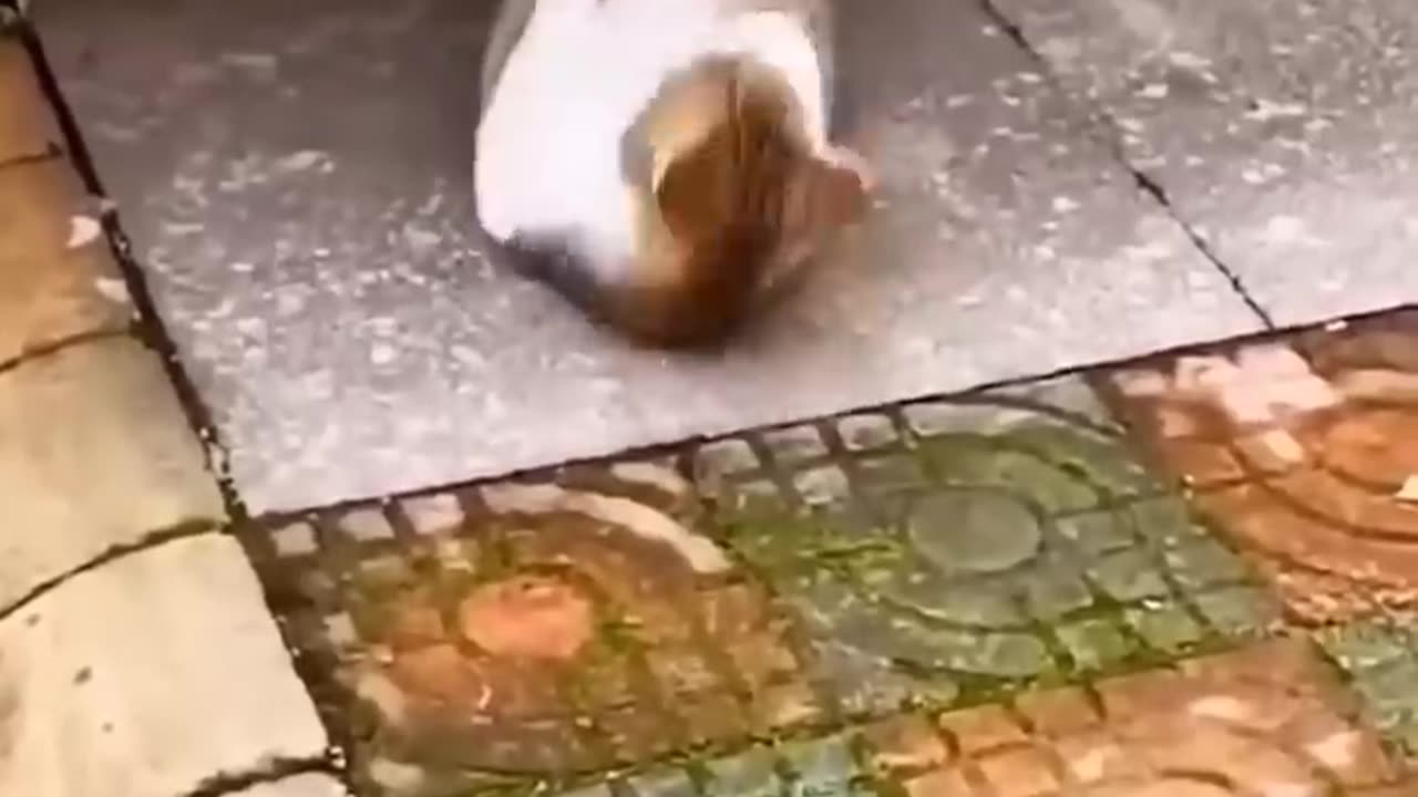 New Funny Videos 2023 😍 Cutest Cats and Dogs
