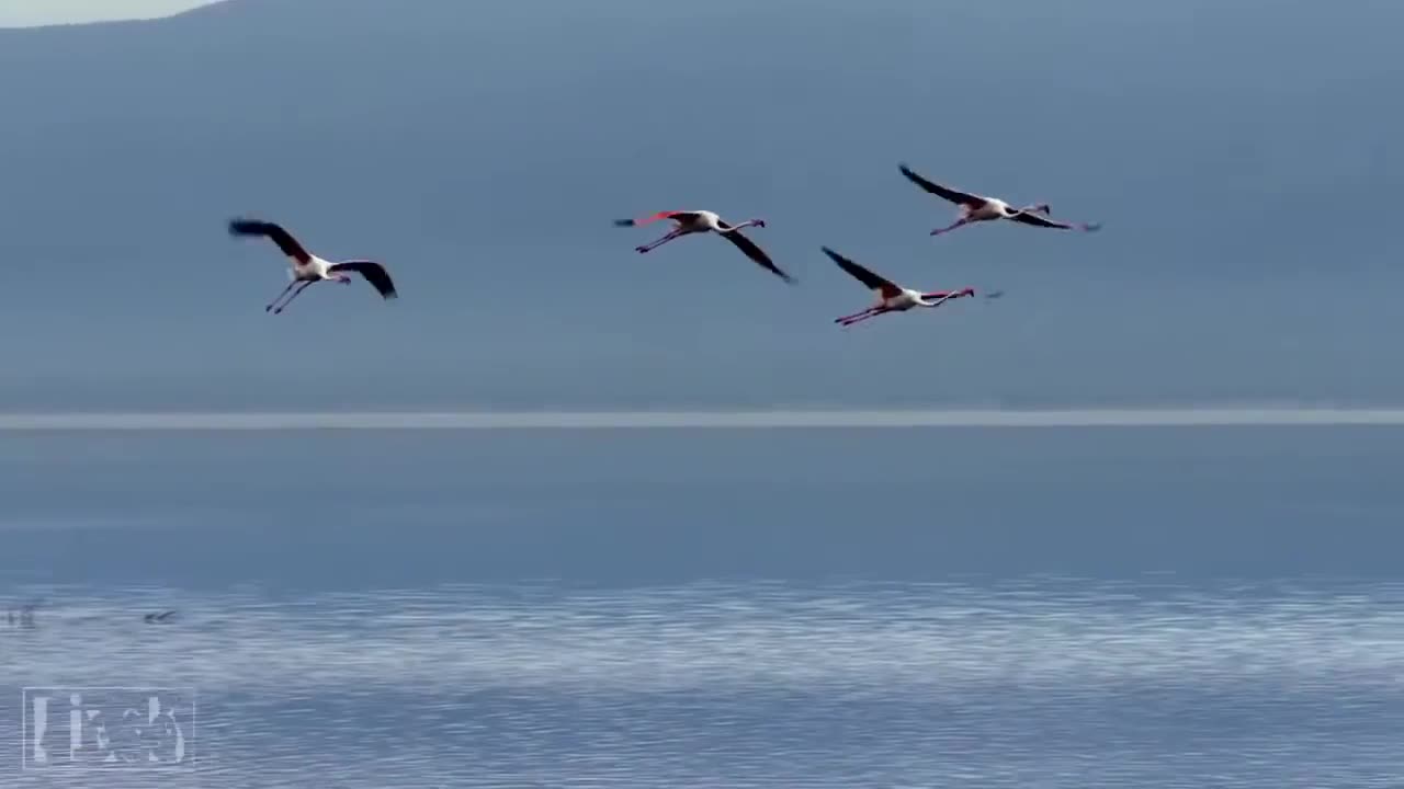 Wildlife animals