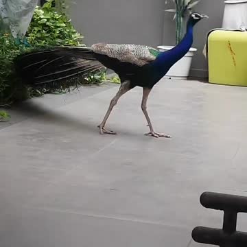 Peacock different running voices