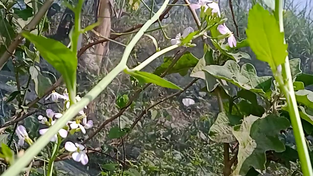 Nature of beauty.