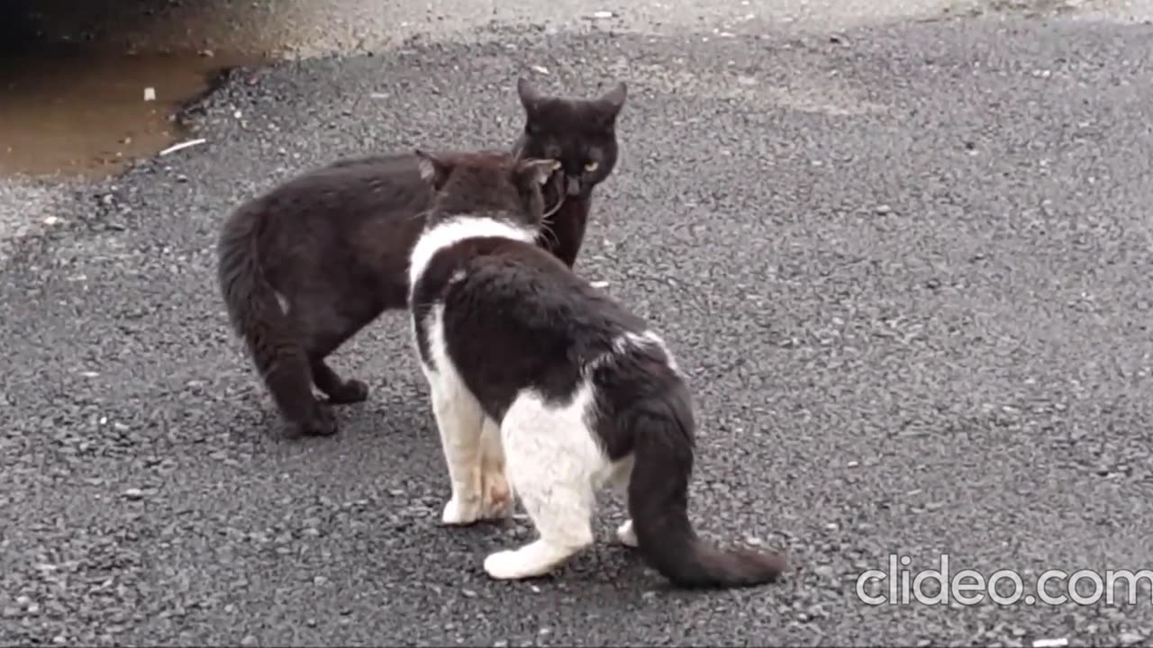 Street Cats meowing and talking - very loudly │ 6t6world