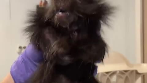 Baby porcupine is not happy