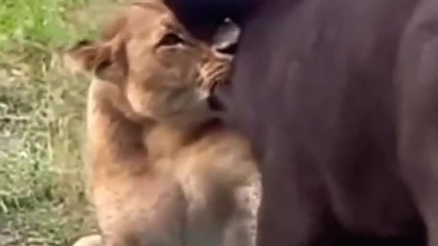 The lion bit the buffalo