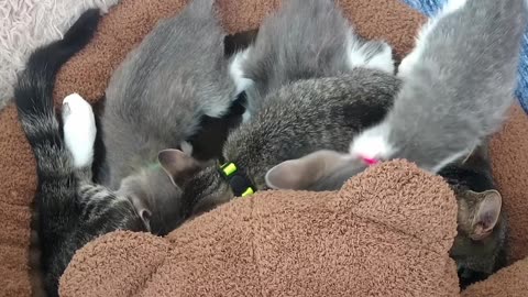 #CAT#FUNY CAT#CUTE CAT