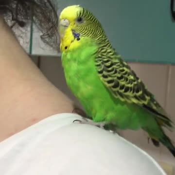The love bird stands on its owner's shoulder and sings in a sad voice