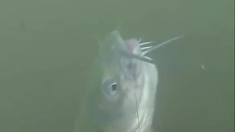 helping a cat fish