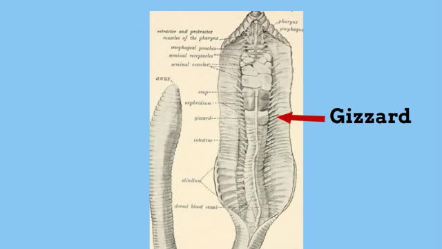 Earthworm digestive system_Cut