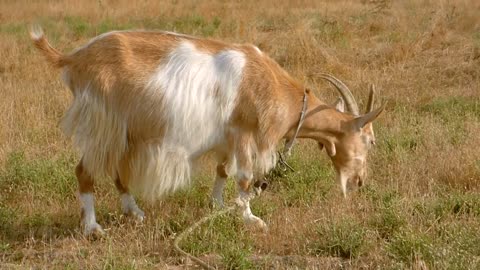 Red Goat With A Large White Spot Goat Grass Eating