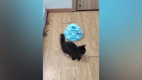 Dog vs cat training
